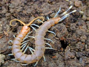 Centipedes (Preserved)