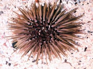 Sea Urchins (Preserved)