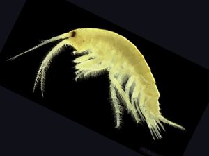 Gammarus (amphipods)