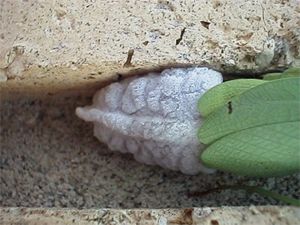 Mantis Egg Sac