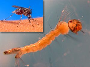 Mosquito Larvae & Pupa