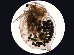 Arthropods-Crustacea Daphnia - Live Invertebrates