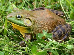 Amphibians Bullfrogs Live - Live Vertebrates