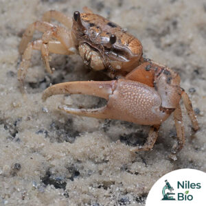 Fiddler Crabs