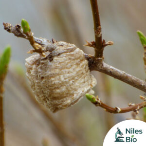 Mantis Eggs - Each