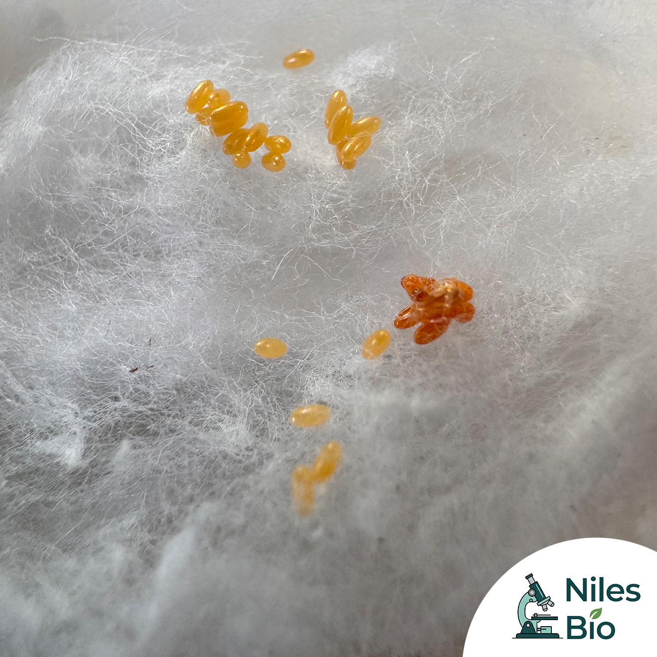 Milkweed Bug Eggs - Mass