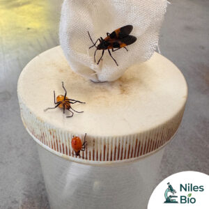 Milkweed Bugs (Assorted Stages) - Set