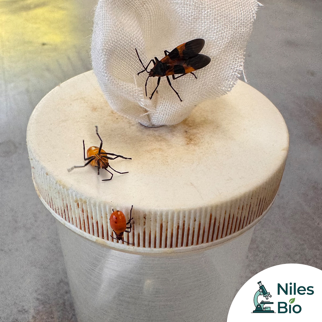 Milkweed Bugs (Assorted Stages) - Set