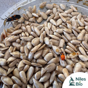 Milkweed Bug Food - Each