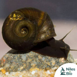 Ramshorn Snails