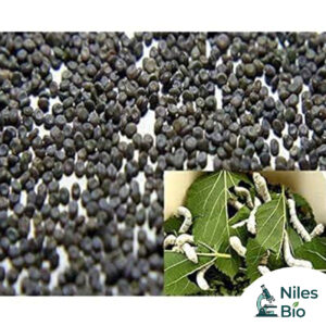 Silkworms Egg Stage