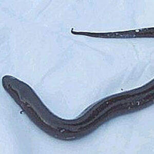 Amphiuma (Congo Eel) Preserved - 10+ - Each