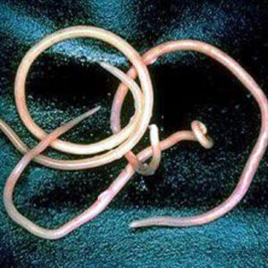 Ascaris Lumbricoides (10+) - Each