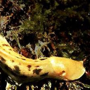 Banana Slugs - Each