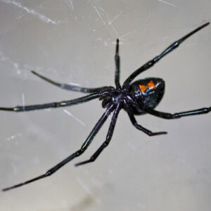 Spider Black Widow - Each