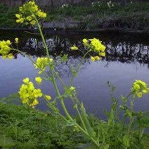 Brassica Speed Seeds - 200pk