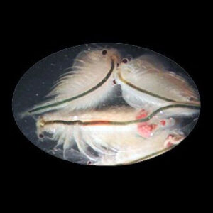 Brine Shrimp Eggs - Vial - (6.0 gram)