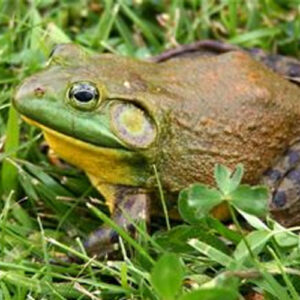 Bullfrogs