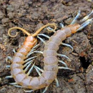 Centipedes (Preserved) Each