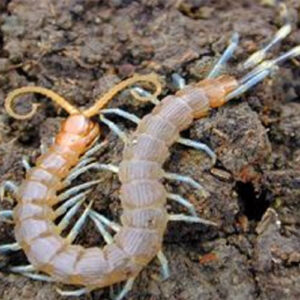 Centipedes Each - Live