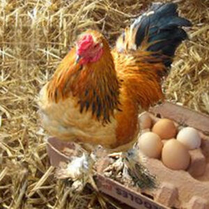 Chicken Eggs Fertile