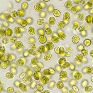 Chlorella