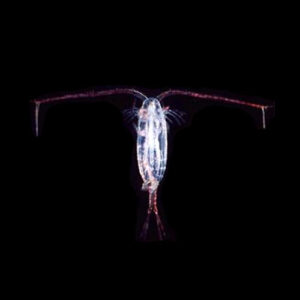 Copepods