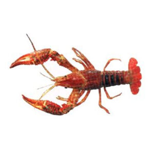 Crayfish Live