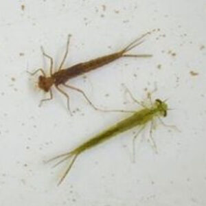 Damselfly Nymphs - Each