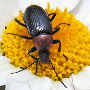 Darkling Beetles - Class 25