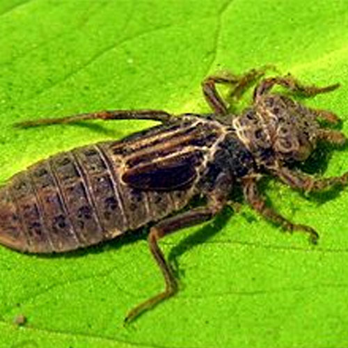 Dragonfly Nymphs - Each