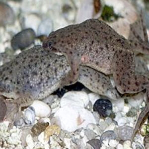 Dwarf Aquatic Frog