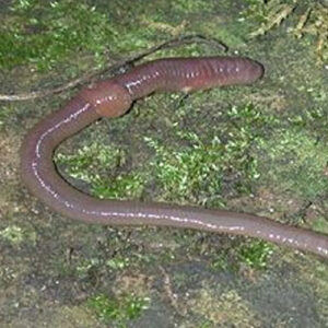 Earthworms