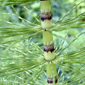 Equisetum
