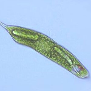 Euglena
