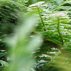 Ferns Sp. Complete Plant - Each