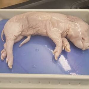 Fetal Pigs Double Injected 11-13-in. (10+) - Each