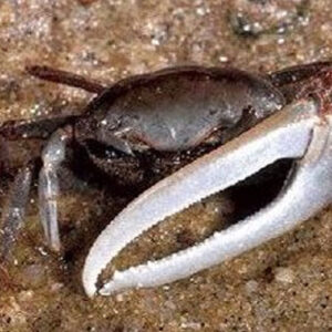 Fiddler Crabs
