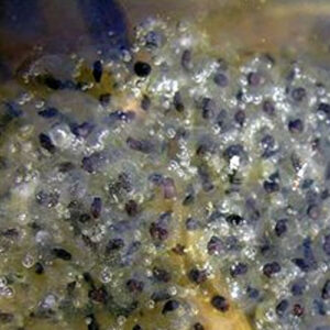 Frog Eggs - Mass