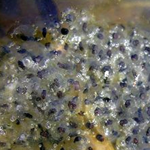 Frog Eggs - Mass