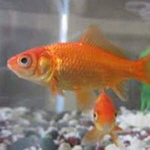 Goldfish