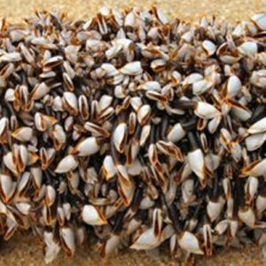 Gooseneck Barnacles - Vial of 10