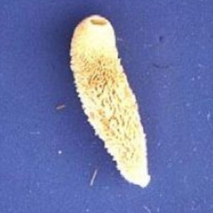 Grantia .75 in.+ - Each