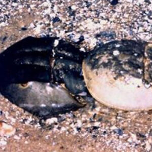 Horseshoe Crab (Limulus) - Each