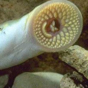 Lamprey Plain 18"+ - Each