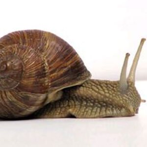 Land Snails Preserved (10+) - Each