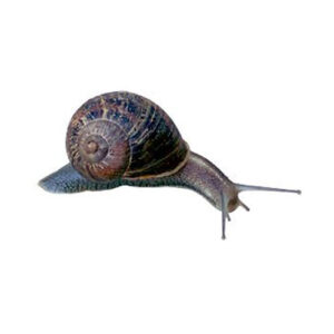 Land Snails