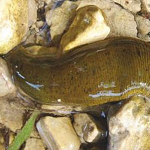 Leech Preserved (10+) - Each