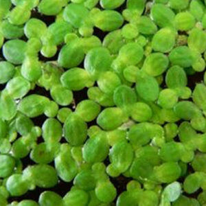 Lemna (Duckweed) - Class 30