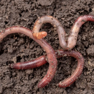 Earthworms